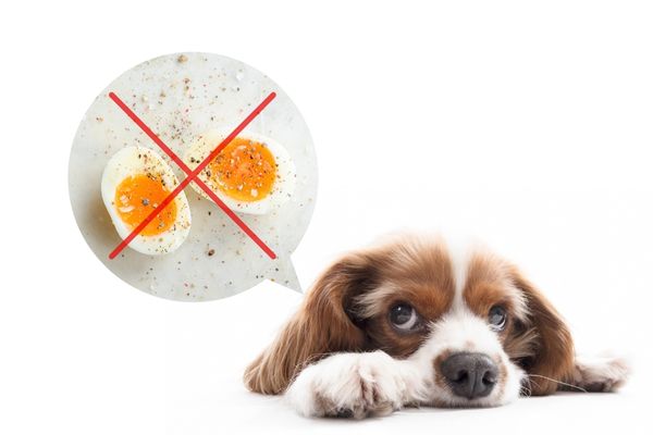 犬にあげる卵に味付けしてはいけないイメージ